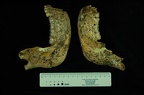 SK 34 Paranthropus robustus mandible medial photo