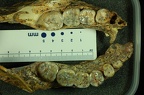 SK 34 Paranthropus robustus mandible superior photo