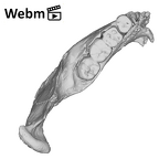 SK 34 Paranthropus robustus left hemimandible ply movie