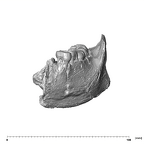 SK 34 Paranthropus robustus left hemimandible dentition anterior