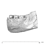 SK 34 Paranthropus robustus left hemimandible dentition buccal