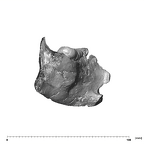 SK 34 Paranthropus robustus left hemimandible dentition distal