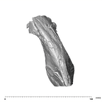 SK 34 Paranthropus robustus left hemimandible dentition inferior