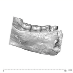 SK 34 Paranthropus robustus left hemimandible dentition lingual