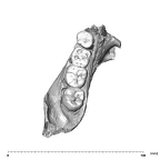 SK 34 P. robustus left hemimandible dentition
