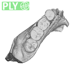 SK 34 Paranthropus robustus left hemimandible dentition ply