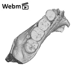 SK 34 Paranthropus robustus left hemimandible dentition ply movie