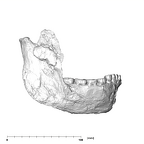 SK 34 Paranthropus robustus right hemimandible buccal