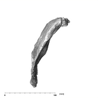 SK 34 Paranthropus robustus right hemimandible inferior