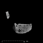 SK 34 Paranthropus robustus right hemimandible internal