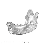 SK 34 Paranthropus robustus right hemimandible lingual