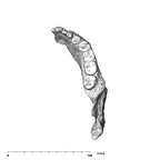 SK 34 P. robustus right hemimandible