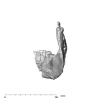 SK 34 Paranthropus robustus right hemimandible posterior