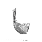 SK 34 Paranthropus robustus right hemimandiblewhole anterior