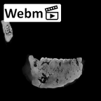 SK 34 Paranthropus robustus right hemimandible ct stack movie
