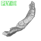 SK 34 Paranthropus robustus right hemimandible ply