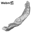 SK 34 Paranthropus robustus right hemimandible ply movie