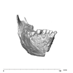 SK 34 Paranthropus robustus right hemimandible dentition anterior