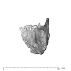 SK 34 Paranthropus robustus right hemimandible dentition distal
