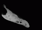 SK 34 Paranthropus robustus right hemimandible dentition gif
