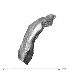 SK 34 Paranthropus robustus right hemimandible dentition inferior