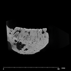 SK 34 Paranthropus robustus right hemimandible dentition internal