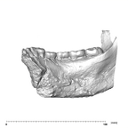 SK 34 Paranthropus robustus right hemimandible dentition lingual