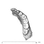 SK 34 P. robustus right hemimandible dentition
