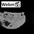 SK 34 Paranthropus robustus right hemimandible dentition ct stack movie