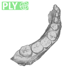 SK 34 Paranthropus robustus right hemimandible dentition ply