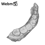 SK 34 Paranthropus robustus right hemimandible dentition ply movie