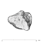 SK 36 Paranthropus robustus URM3 apical