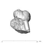 SK 36 Paranthropus robustus URM3 buccal