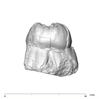 SK 36 Paranthropus robustus URM3 distal