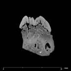 SK 36 Paranthropus robustus URM3 internal