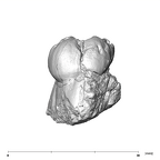SK 36 Paranthropus robustus URM3 lingual