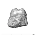 SK 36 Paranthropus robustus URM3 mesial