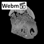 SK 36 Paranthropus robustus URM3 ct stack movie