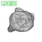 SK 36 Paranthropus robustus URM3 ply