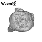 SK 36 Paranthropus robustus URM3 ply movie