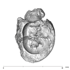 SK 37 Paranthropus robustus partial mandible apical