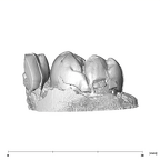 SK 37 Paranthropus robustus partial mandible buccal