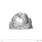 SK 37 Paranthropus robustus partial mandible distal