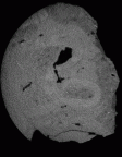 SK 37 Paranthropus robustus partial mandible gif