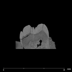 SK 37 Paranthropus robustus partial mandible internal