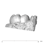SK 37 Paranthropus robustus partial mandible lingual