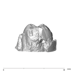 SK 37 Paranthropus robustus partial mandible mesial