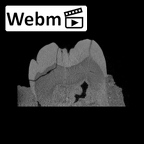 SK 37 Paranthropus robustus partial mandible ct stack movie