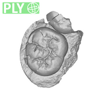SK 37 Paranthropus robustus partial mandible ply