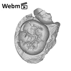 SK 37 Paranthropus robustus partial mandible ply movie